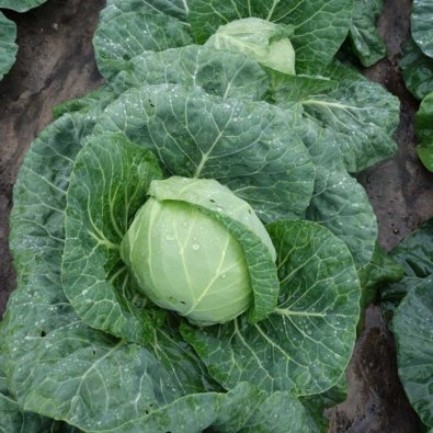 Vitkål 'Parel' H