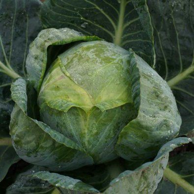 Vitkål 'Minica' H