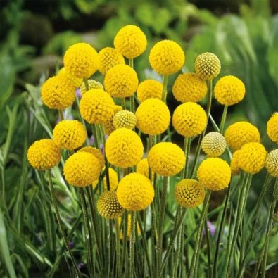 Solboll 'Billy buttons'