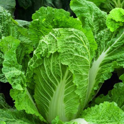 Kinesisk salladskål 'Bristol'