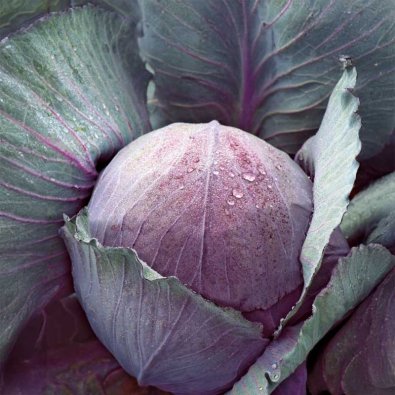 Rödkål 'Rufus'