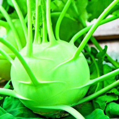 Kålrabbi 'Delikatess witte'