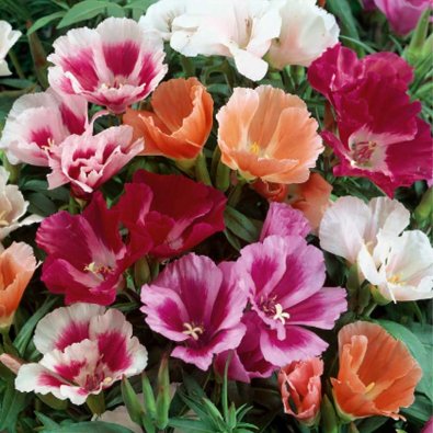 Atlasblomma 'Monarch'