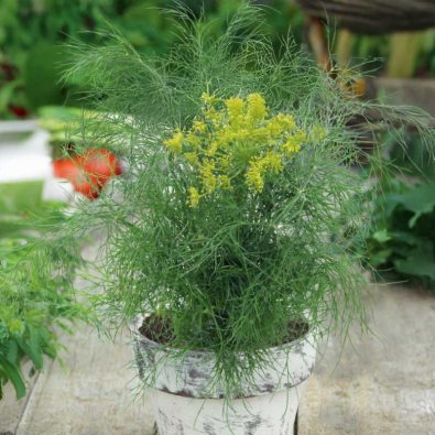 Dill 'Compact'