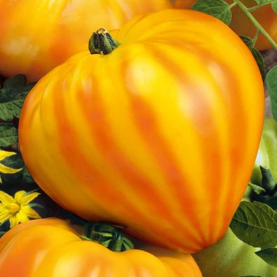 Tomat 'Gourmansun' h