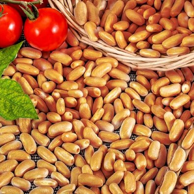 Kokböna 'Brown dutch'