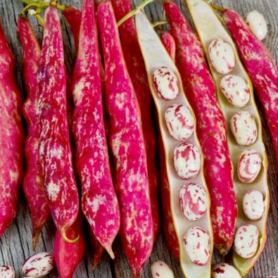 Kokböna 'Coco Nain Rose D´Eyrague'