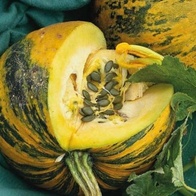 Pumpa 'Apetit'