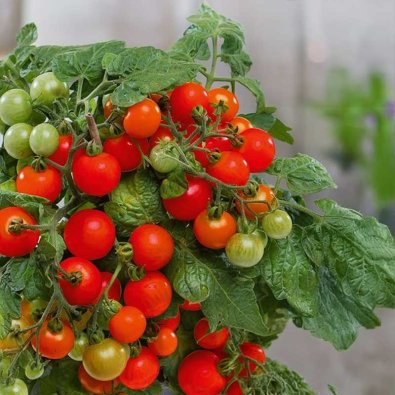 Tomat 'Veranda red' H