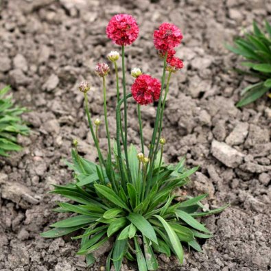 Fransktrift 'Ballerina red'