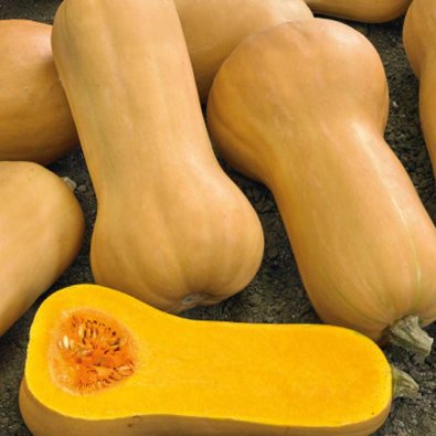 Myskpumpa 'Waltham butternut'