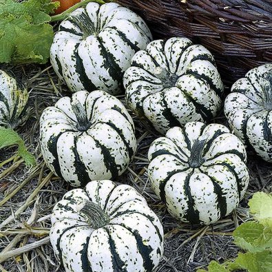 Pumpa 'Sweet dumpling'