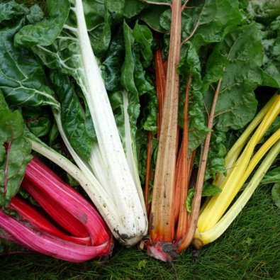 Mangold 'Bright lights'