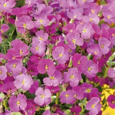 Aubrieta 'Leishtlini'