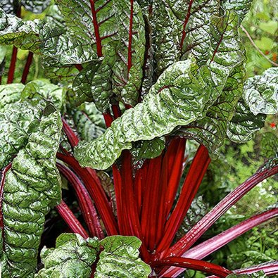 Mangold 'Rhubarb chard'
