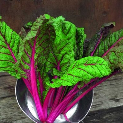 Mangold 'Rhubarb chard'
