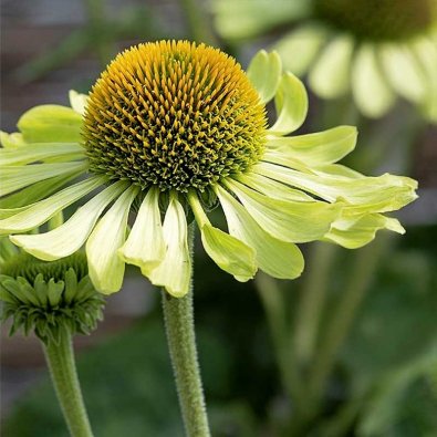 Röd Solhatt 'Alan´s pride'