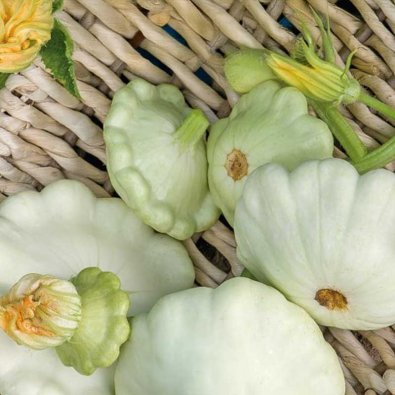 Tefatssquash 'Disco'