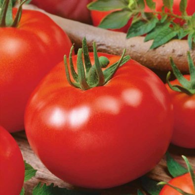 Tomat 'Promyk'