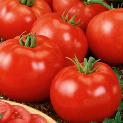 Tomat 'Brooklyn' H