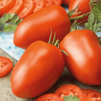 Tomat 'Benito' H