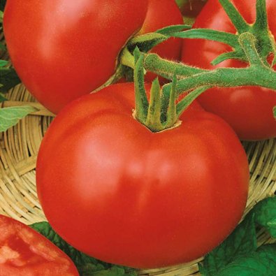 Tomat 'Uragan' H