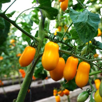 Plommontomat 'Taiko'