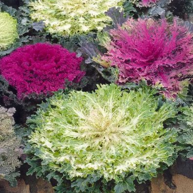 Prynadskål 'Fringed leaves'