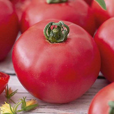 Tomat 'Esmira' H