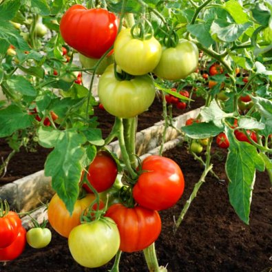 Tomat 'Country taste' H