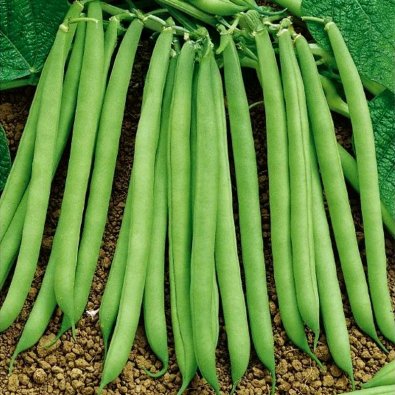 Brytböna 'Contender'