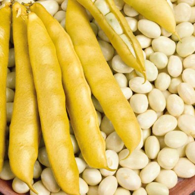 Spritböna 'Cocagne'