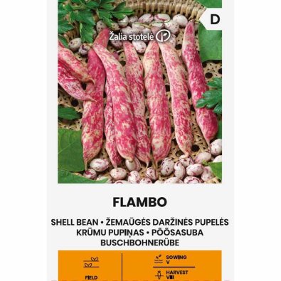 Lågväxande trädgårdsböna 'Flambo'