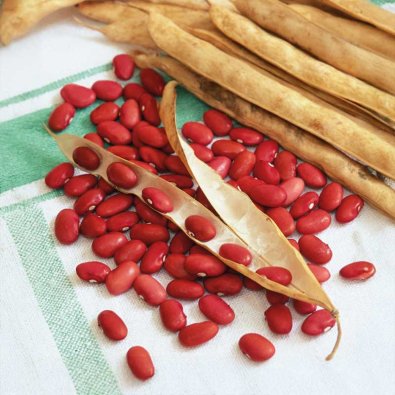 Trädgårdsböna 'Wawelska'