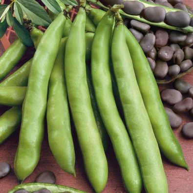 Bondböna 'Extra precoce a grano violetto'