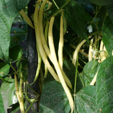 Klätterböna 'Gusto'