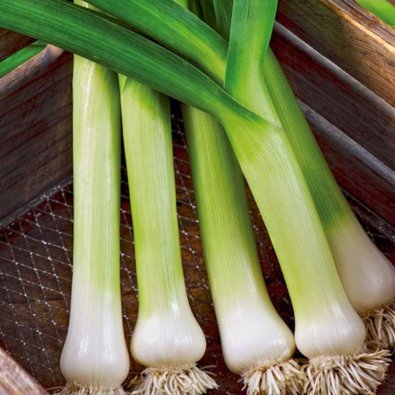 Purjolök 'De carentan 2'