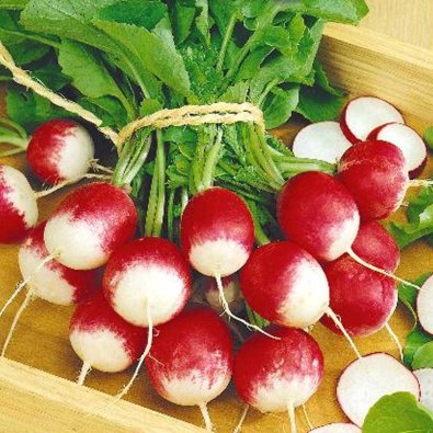 Rädisa 'Fakir'
