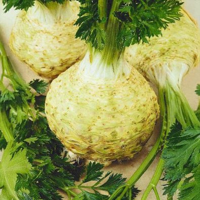 Rotselleri 'President'