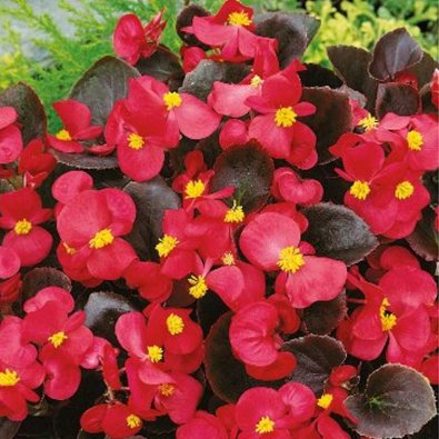 Begonia 'Broumov' H