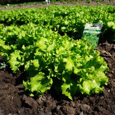 Plocksallat 'Grand rapids'