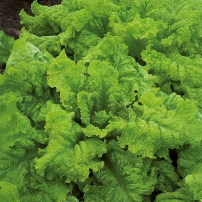 Plocksallat 'Australische Gele'