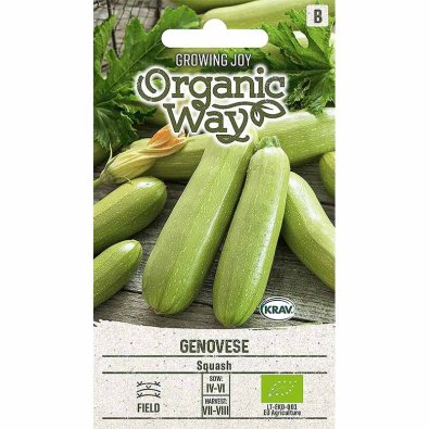 Squash 'Genovese'
