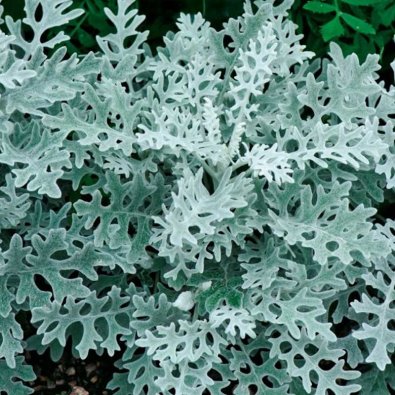 Silverek 'Candicans'