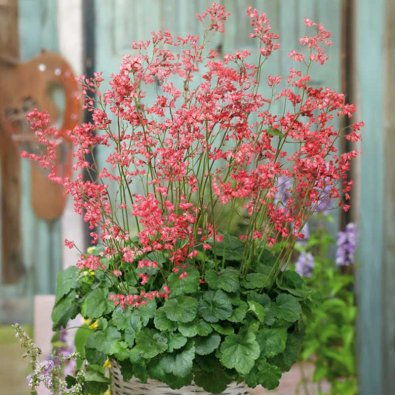 Blodalunrot 'Firefly'