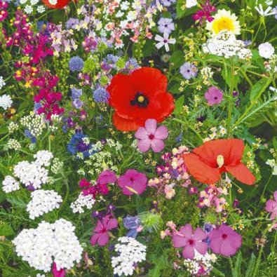 Blomblandning 'Wild flowers'