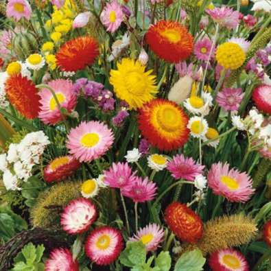 Blomblandning 'Everlasting'