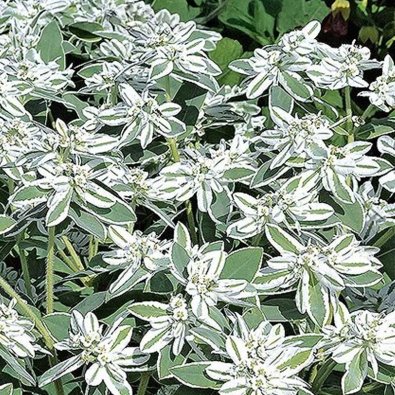 Broktörel 'Mountain snow'