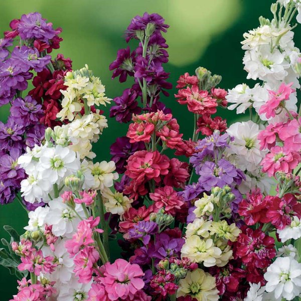 Sommarlövkoja 'Ten Week'