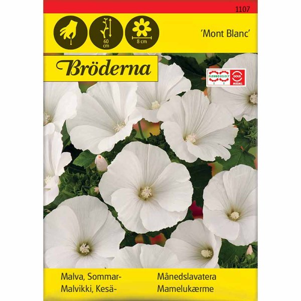 Sommarmalva 'Mont Blanc'